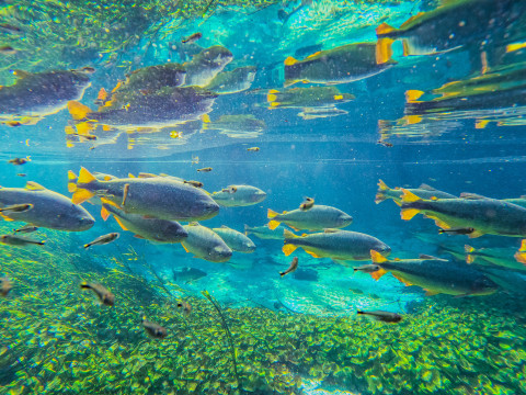 Pantanal Setembro 2022 - 