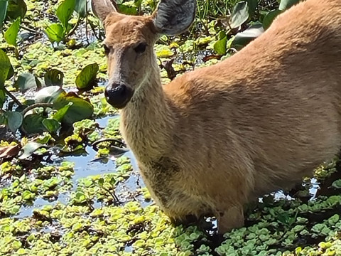 Pantanal Setembro 2022 - 