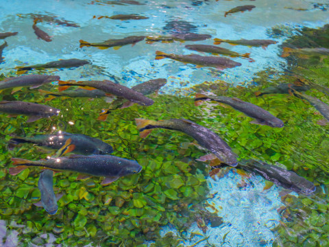 Pantanal Setembro 2022 - 