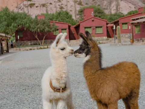 Tacumán, Cafayate, Salta, Jujuy e Uyuni - 