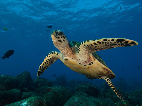 Fernando de Noronha - 